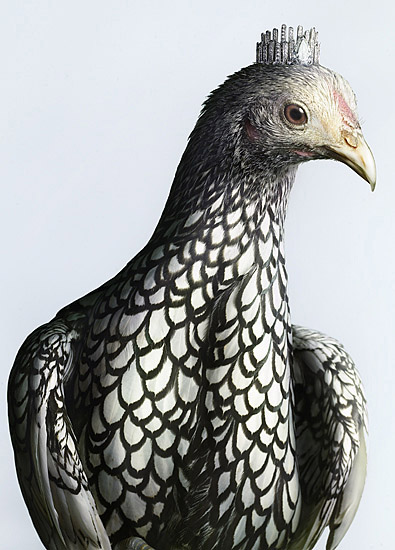 Illustration for article titled When chickens take over the Earth, they will dress in our jewels